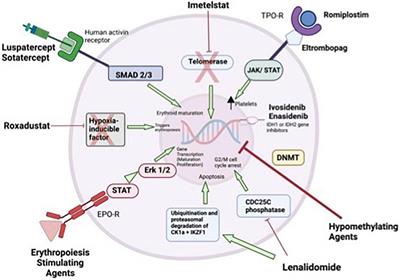 Past, present and future in low-risk myelodysplastic syndrome